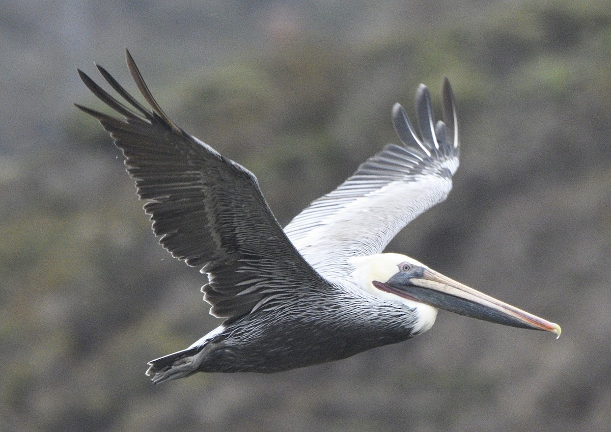 Braunpelikan - ML643414722