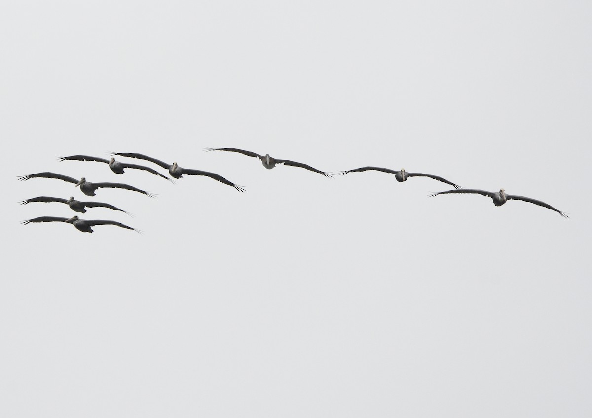 Braunpelikan - ML643414723