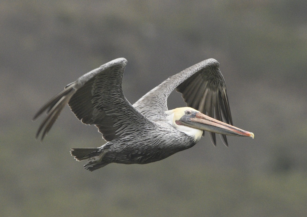 Braunpelikan - ML643414724