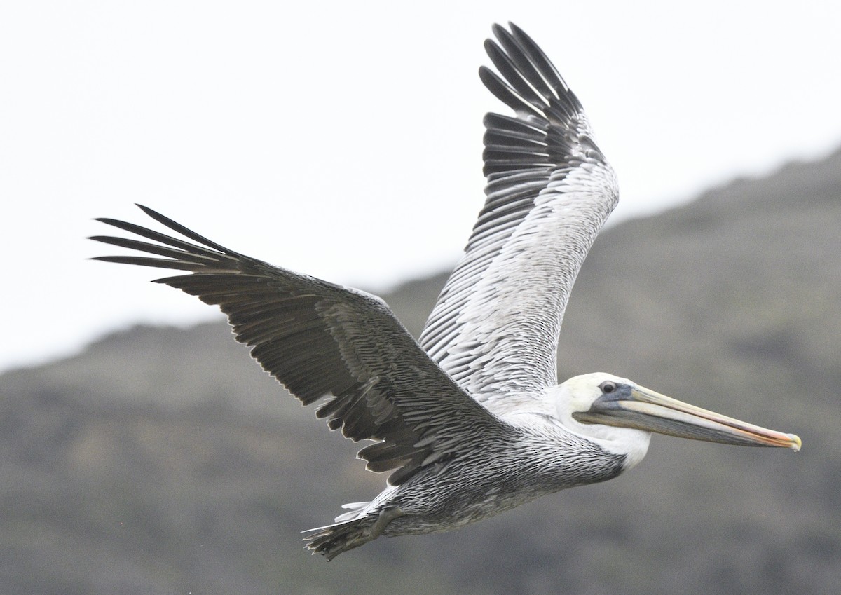 Braunpelikan - ML643414725