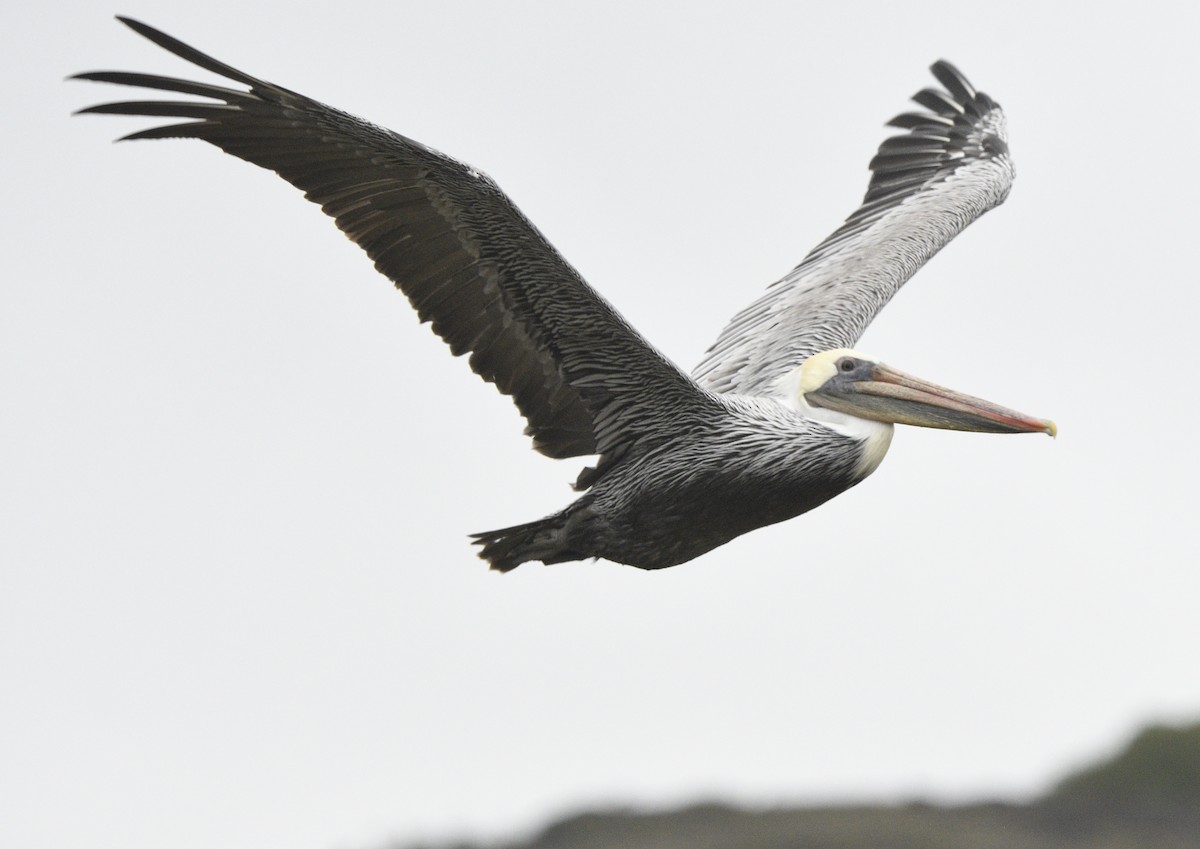 Braunpelikan - ML643414726