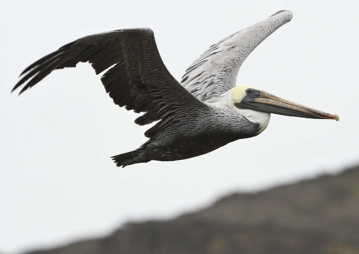 Braunpelikan - ML643414727