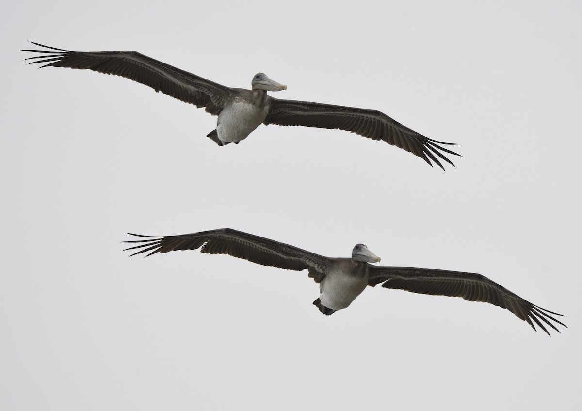 Braunpelikan - ML643414729