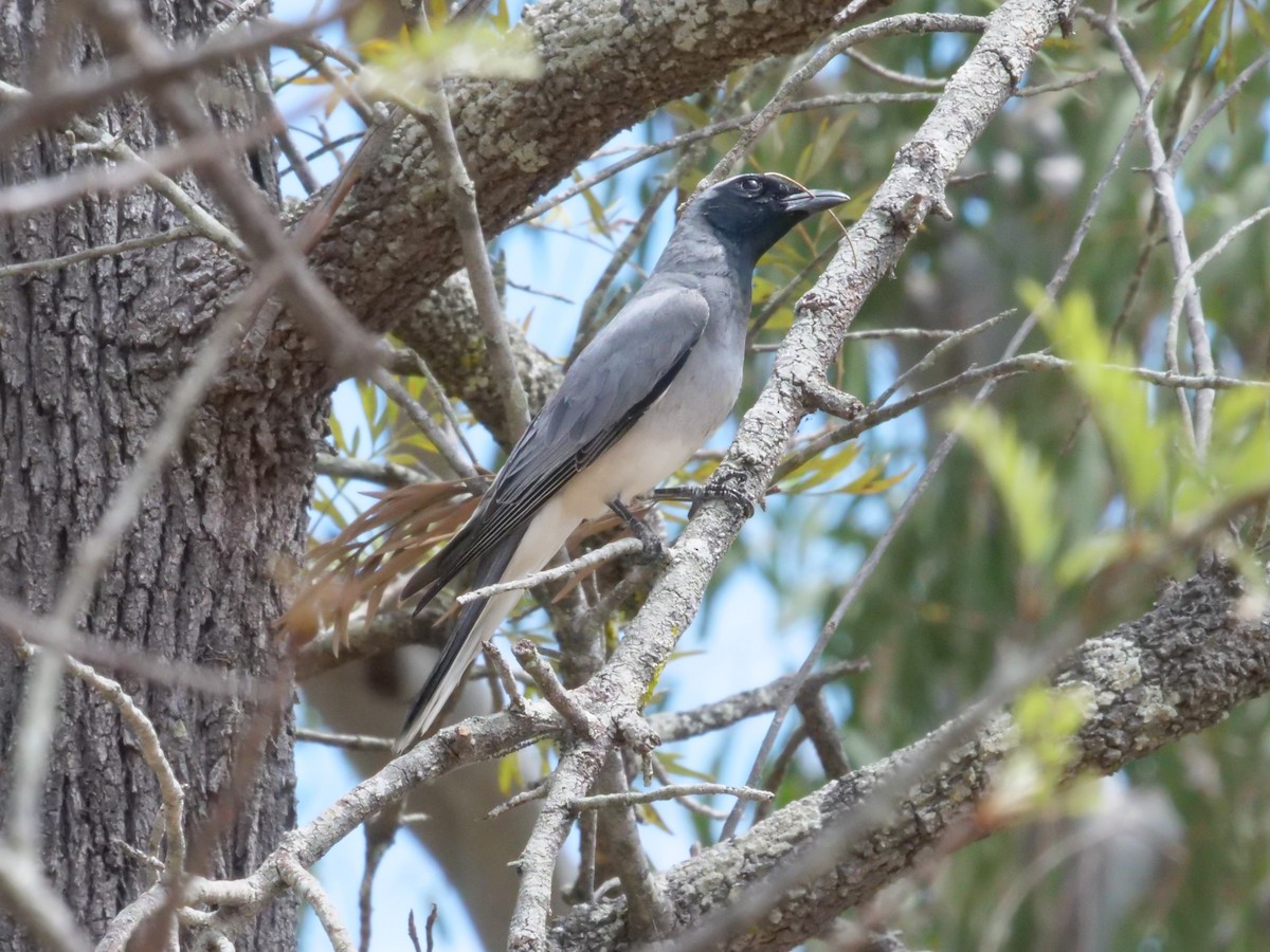 Black-faced Cuckooshrike - ML643414730