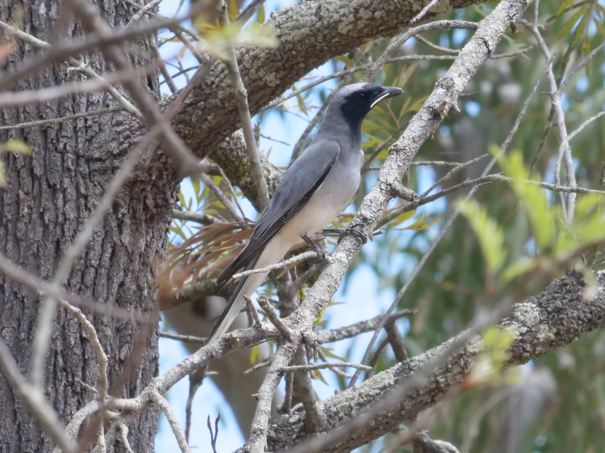 Black-faced Cuckooshrike - ML643414731