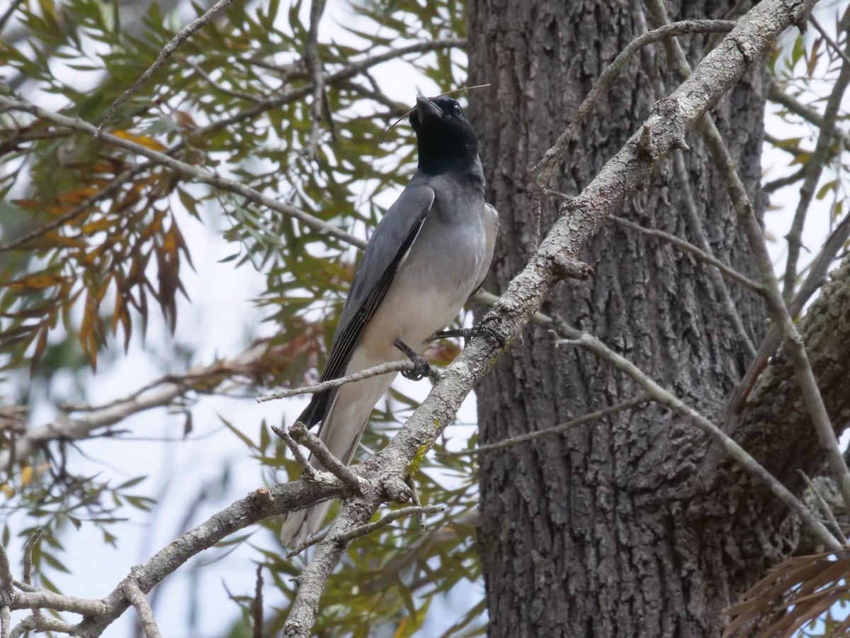 Black-faced Cuckooshrike - ML643414732