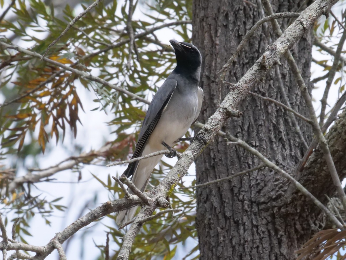 Black-faced Cuckooshrike - ML643414733