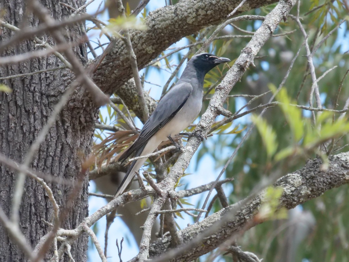 Black-faced Cuckooshrike - ML643414734