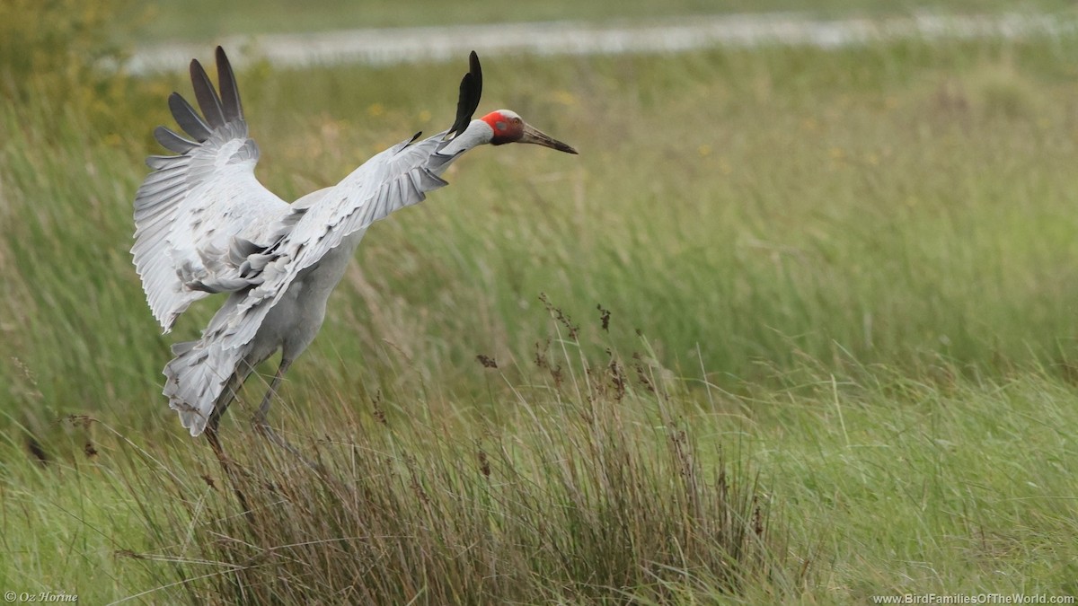 Brolga - ML643414735