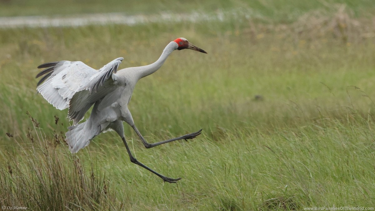 Brolga - ML643414736