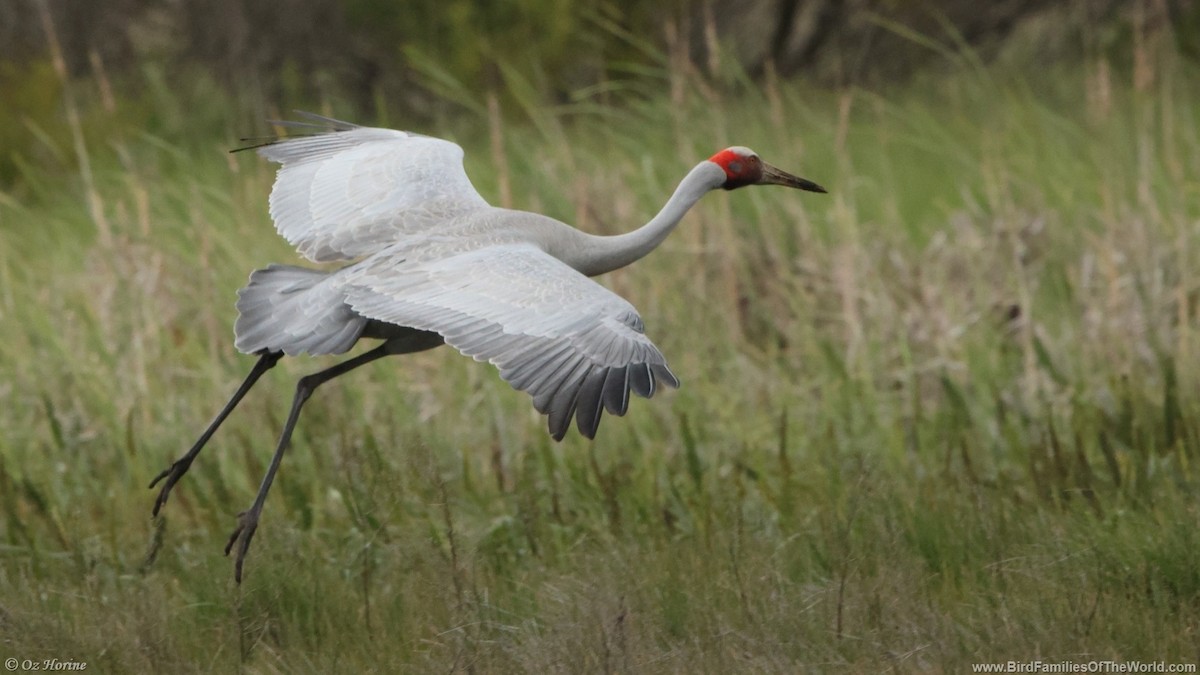 Brolga - ML643414737