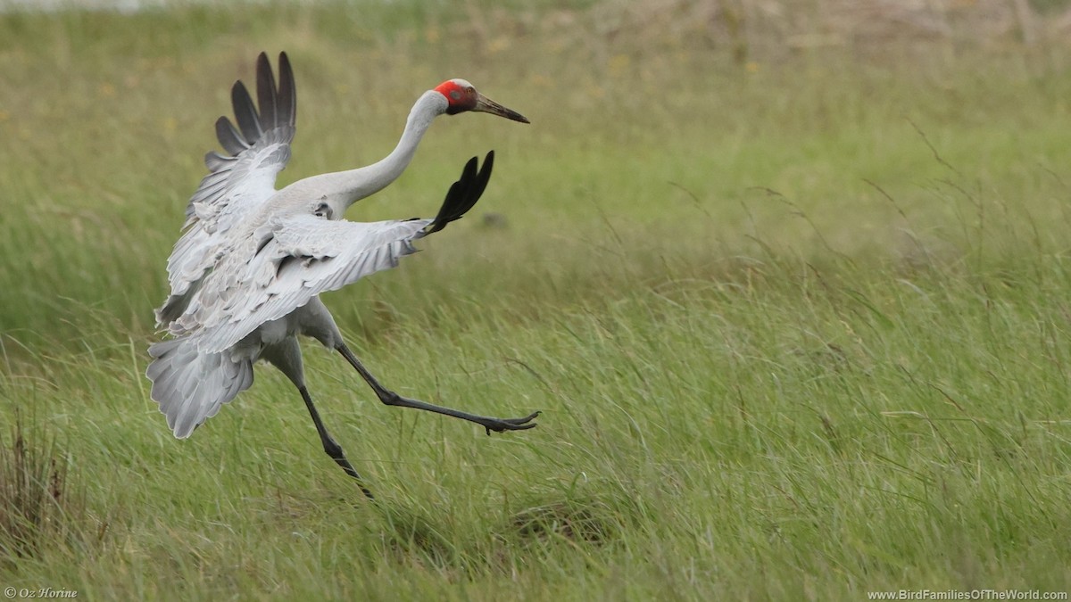 Brolga - ML643414738