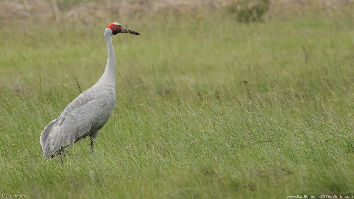Brolga - ML643414739