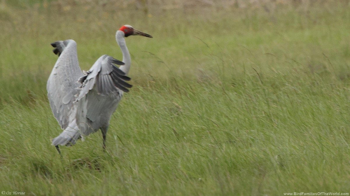Brolga - ML643414740