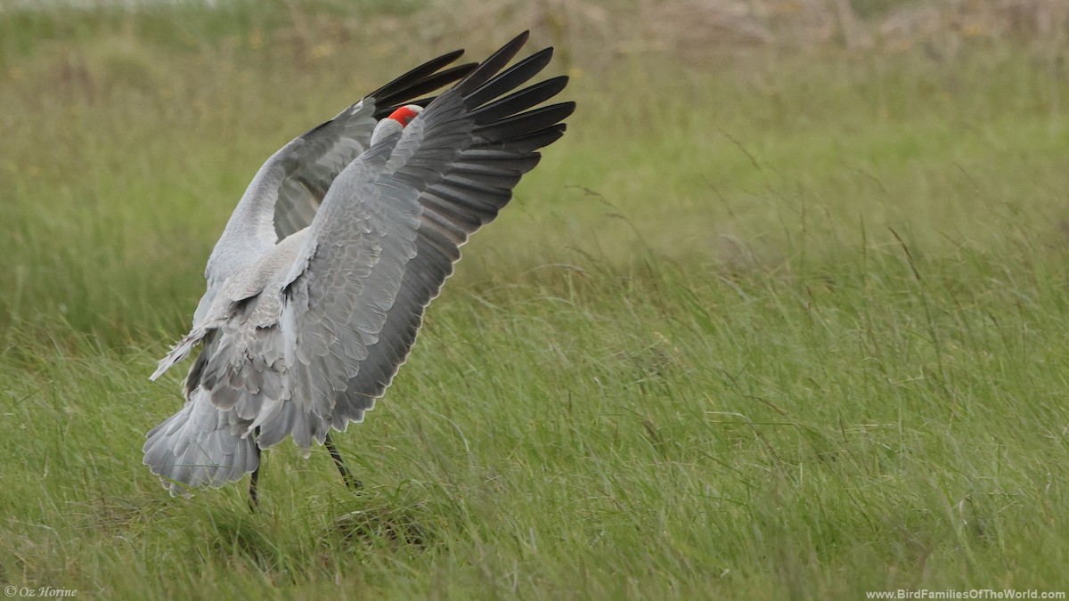Brolga - ML643414741