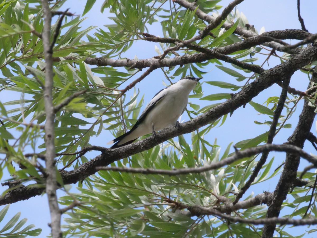 White-winged Triller - ML643414746