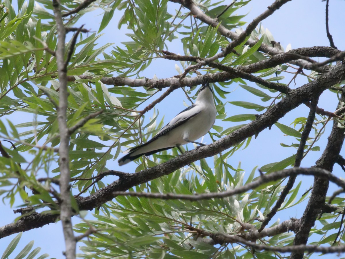 White-winged Triller - ML643414747