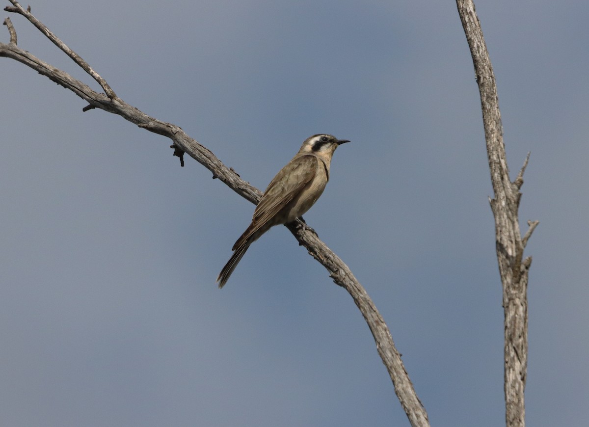 Black-eared Cuckoo - ML643414749