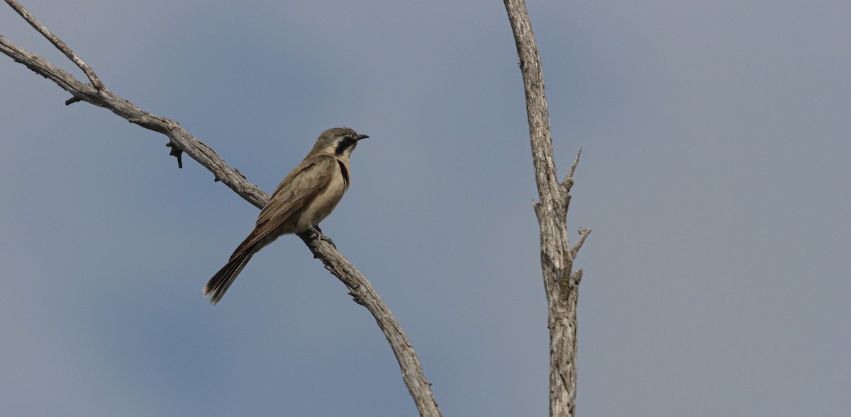 Black-eared Cuckoo - ML643414750