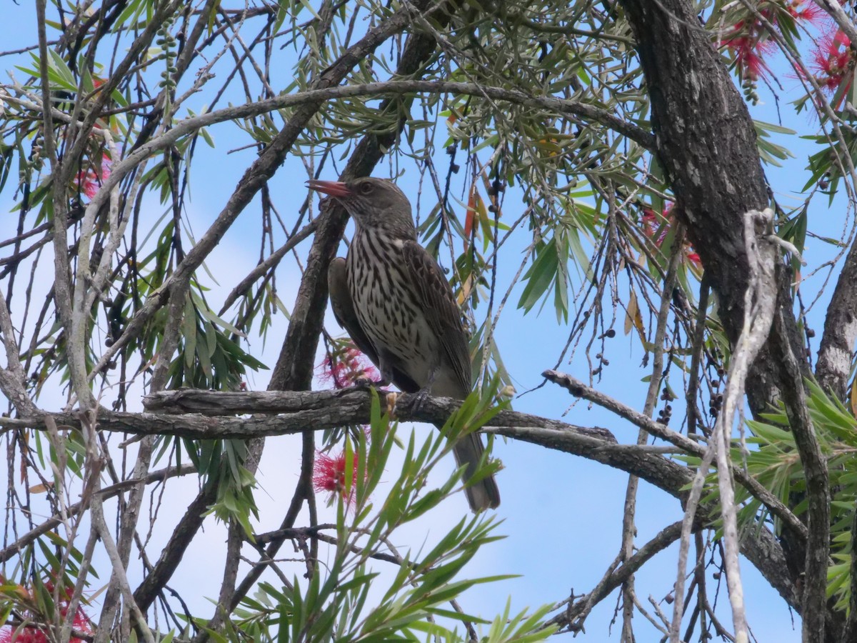 Olive-backed Oriole - ML643414752