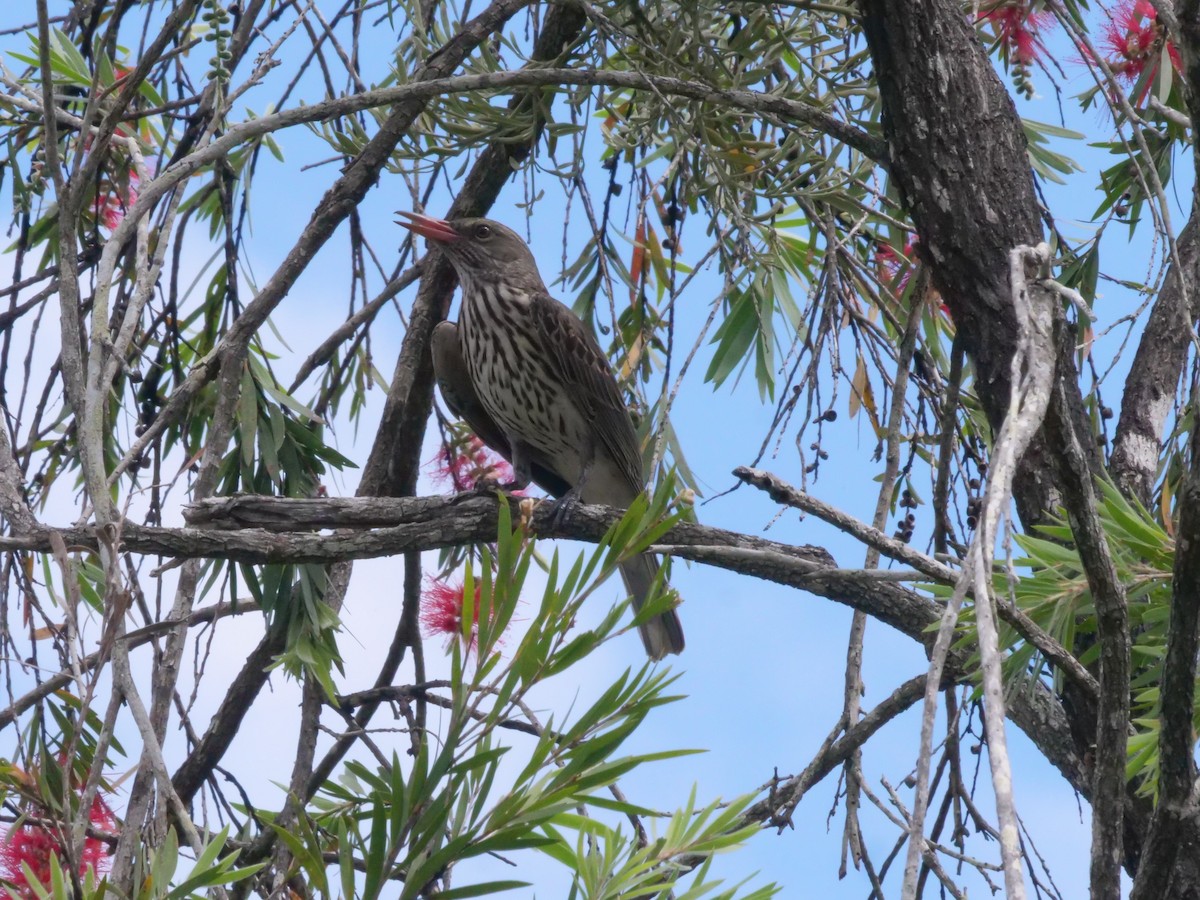 Olive-backed Oriole - ML643414753