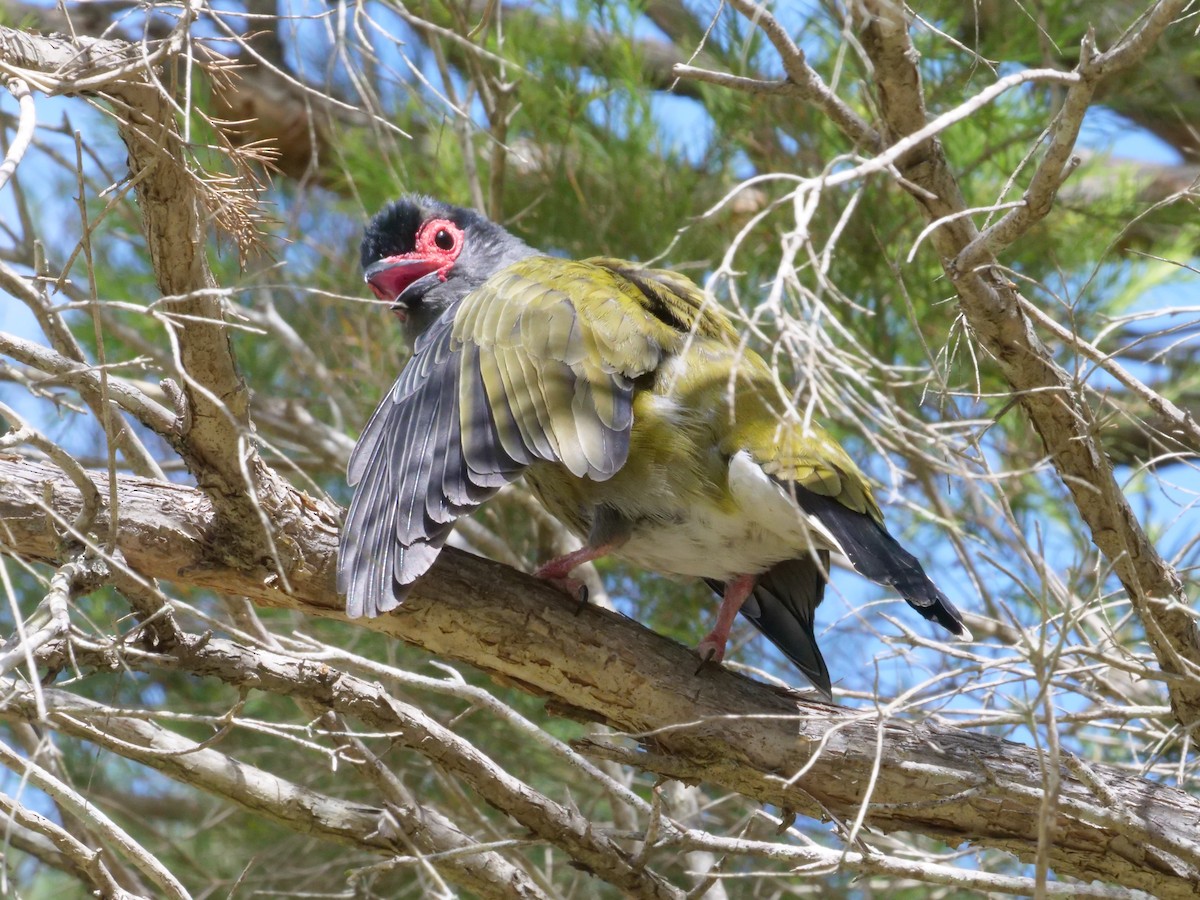 Australasian Figbird - ML643414758
