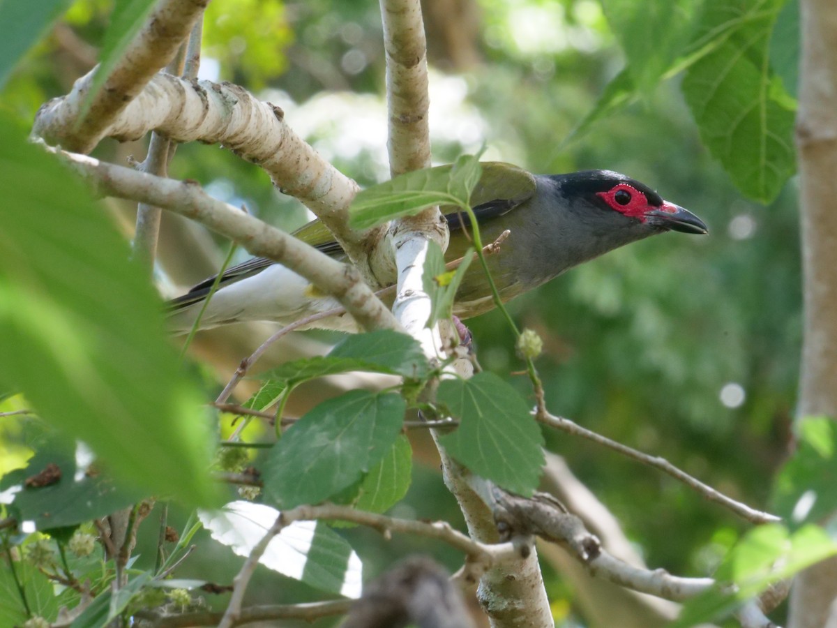 Australasian Figbird - ML643414759