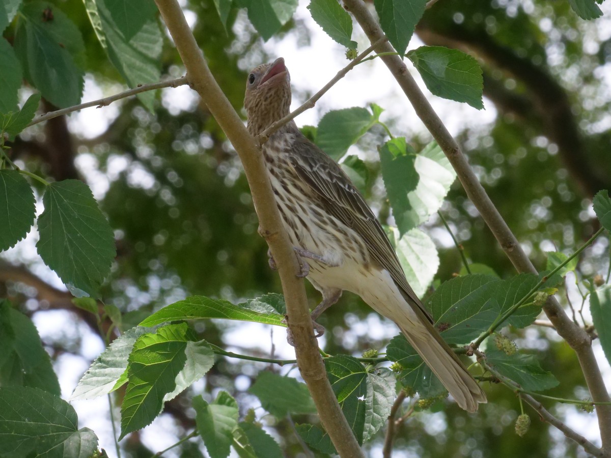 Australasian Figbird - ML643414761