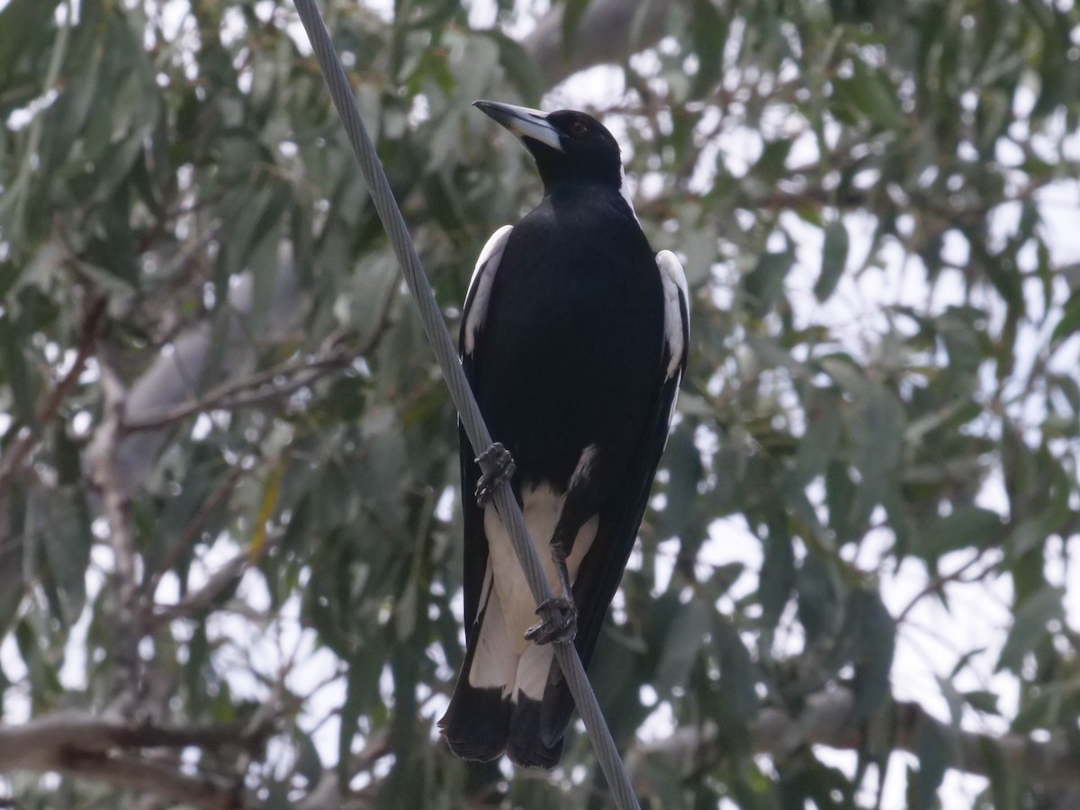 Australian Magpie - ML643414767
