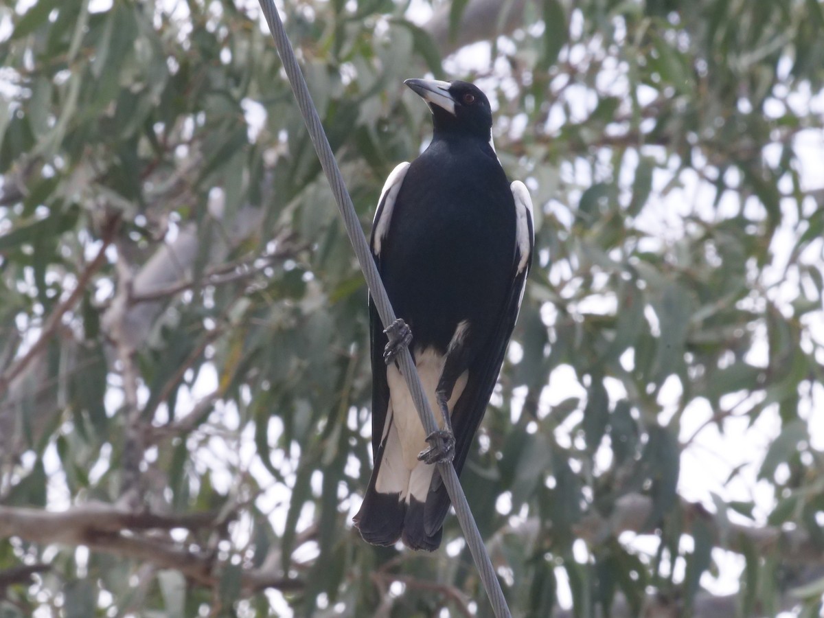 Australian Magpie - ML643414770