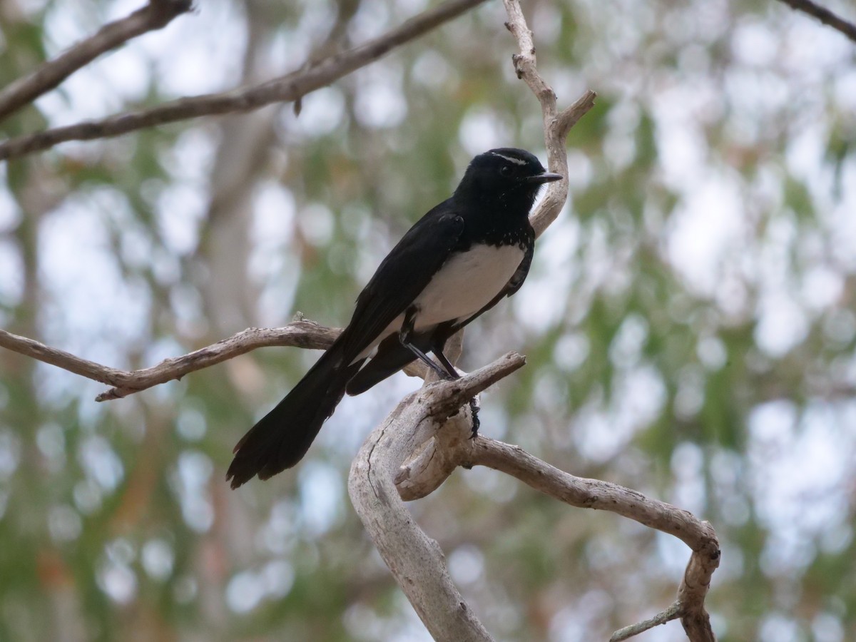 Willie-wagtail - ML643414772
