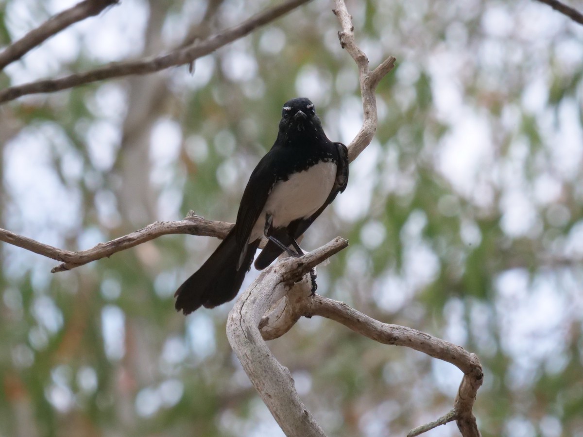 Willie-wagtail - ML643414773