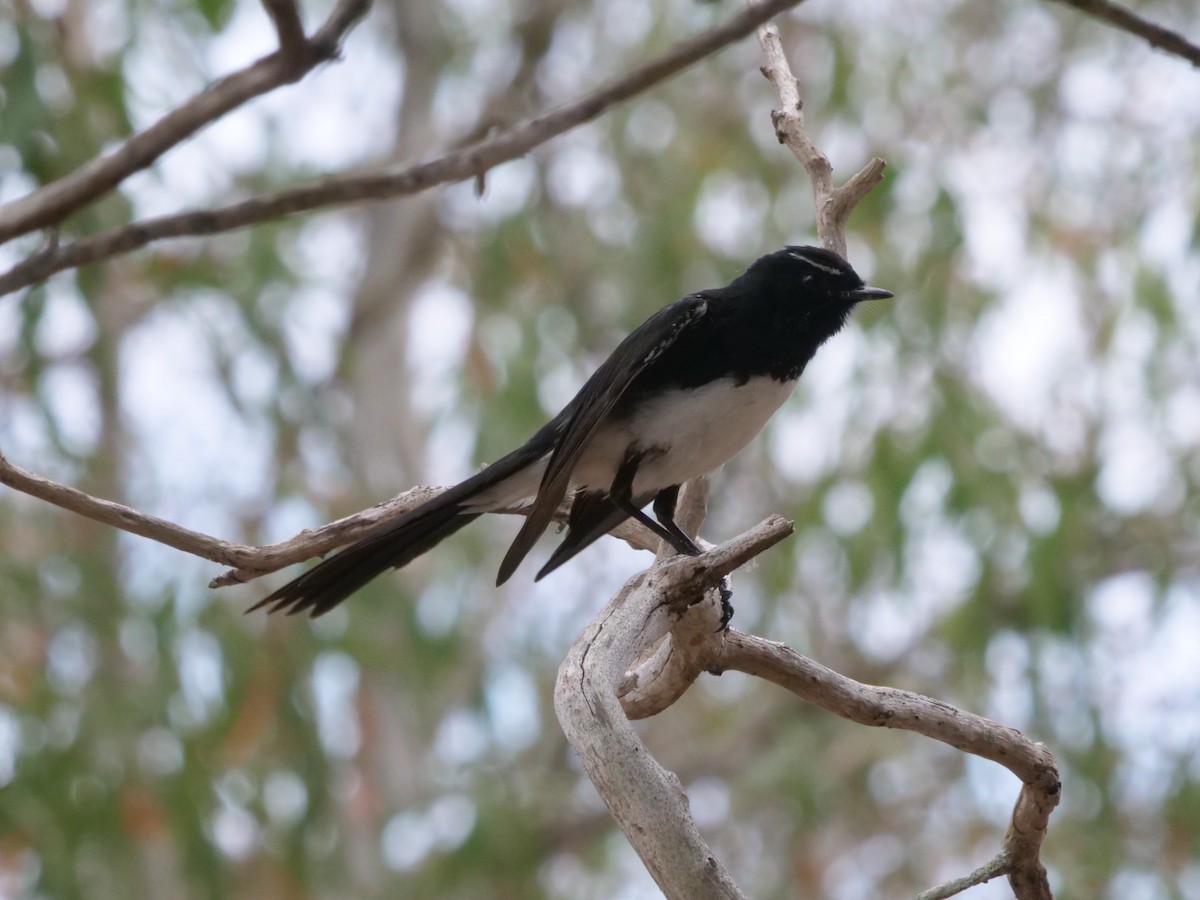 Willie-wagtail - ML643414774