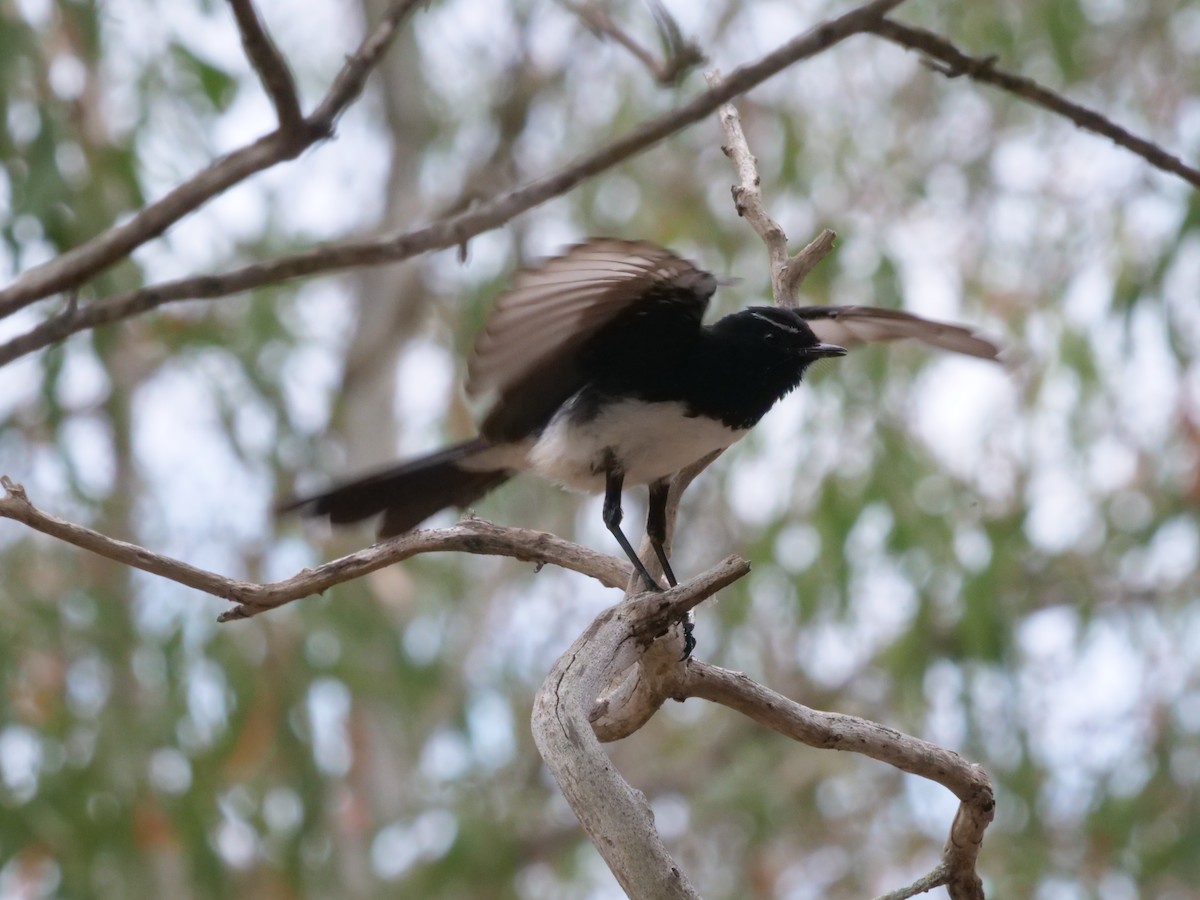 Willie-wagtail - ML643414775