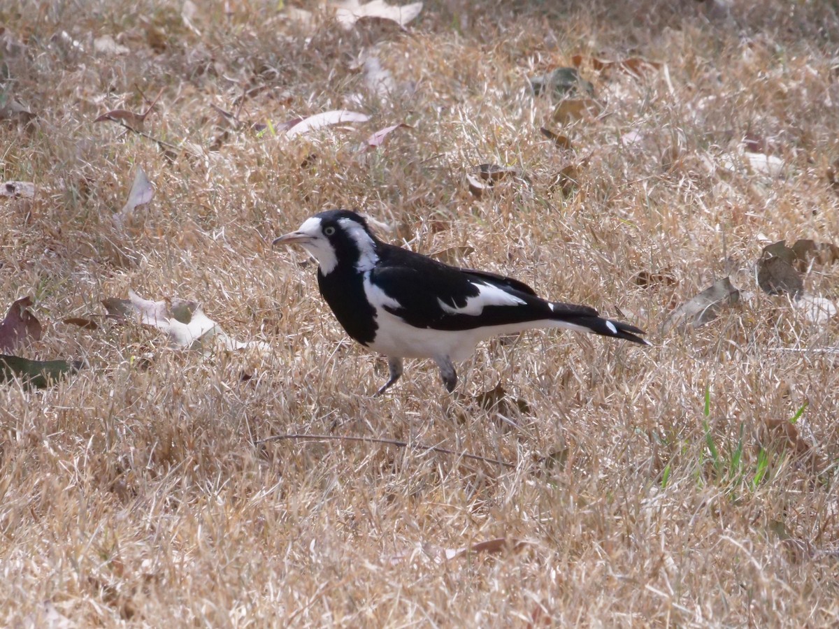 Magpie-lark - ML643414776