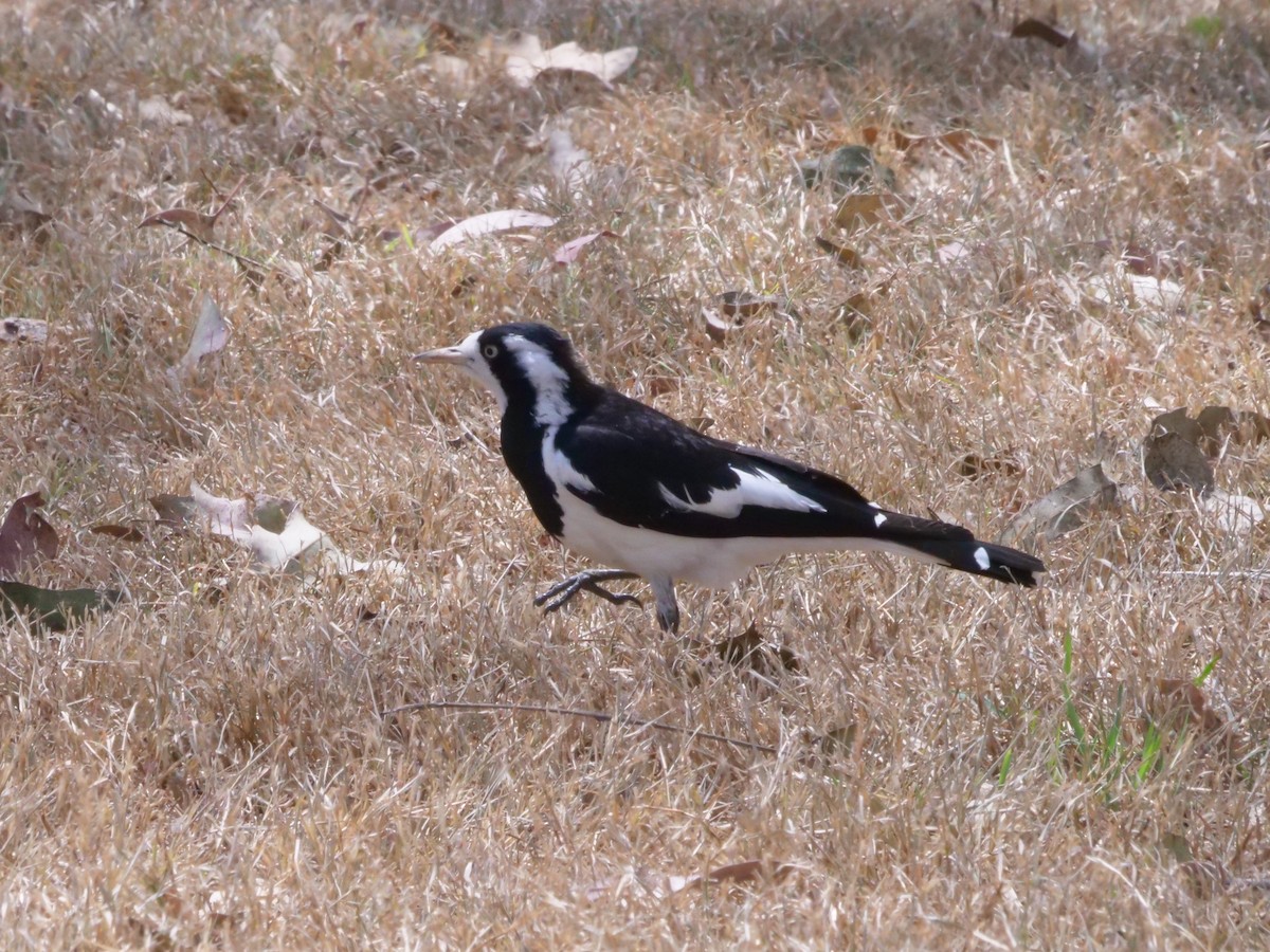 Magpie-lark - ML643414777