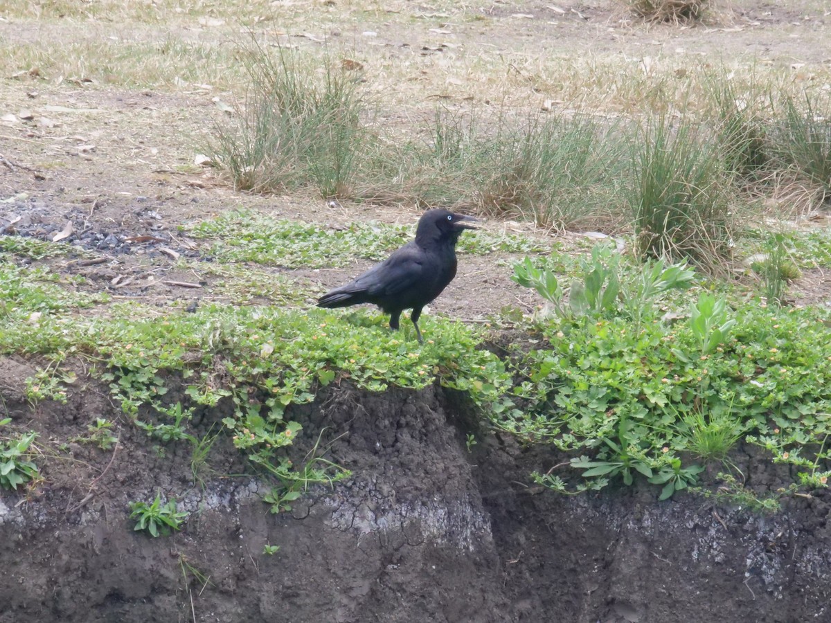 Torresian Crow - ML643414778