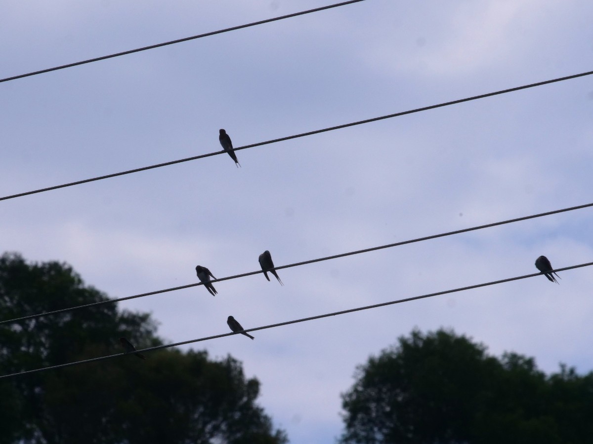 Welcome Swallow - ML643414785