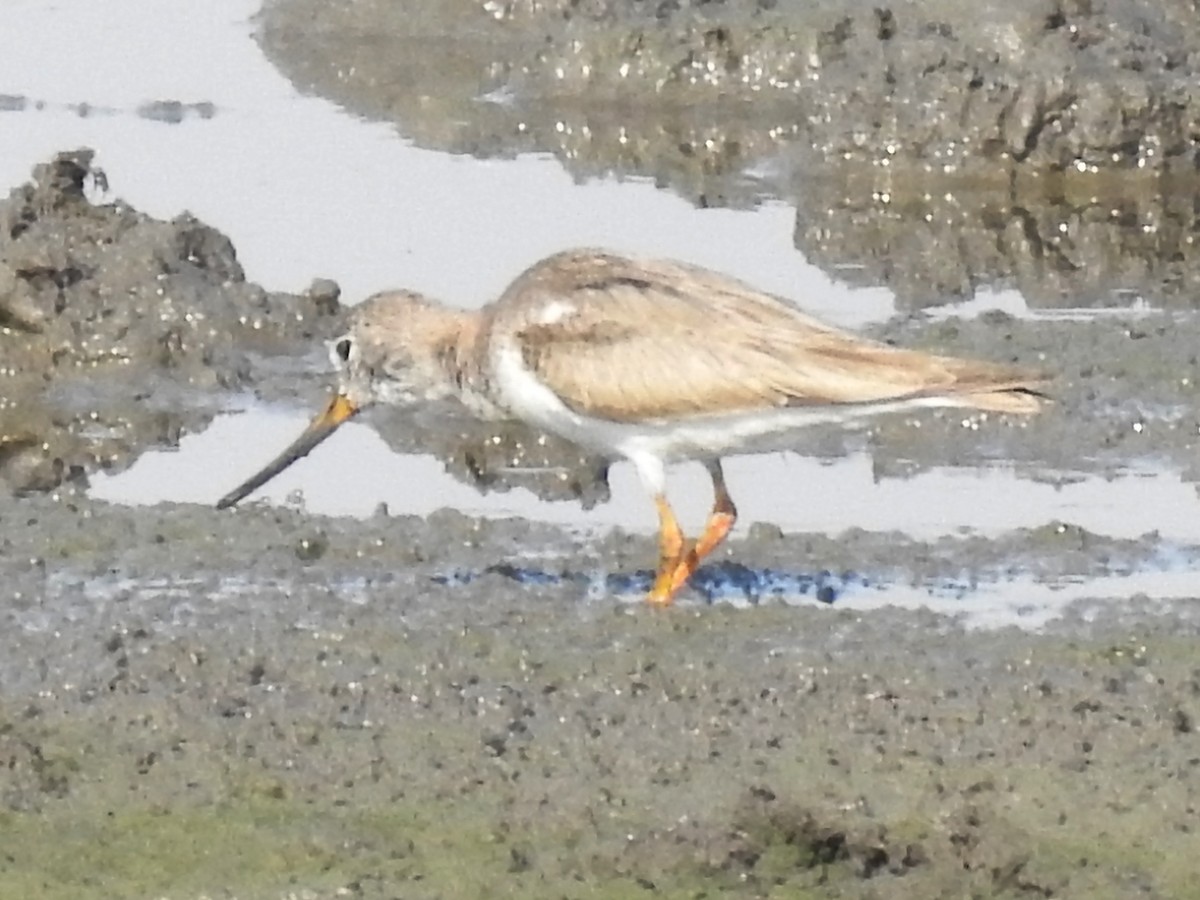 Terek Sandpiper - ML643414792