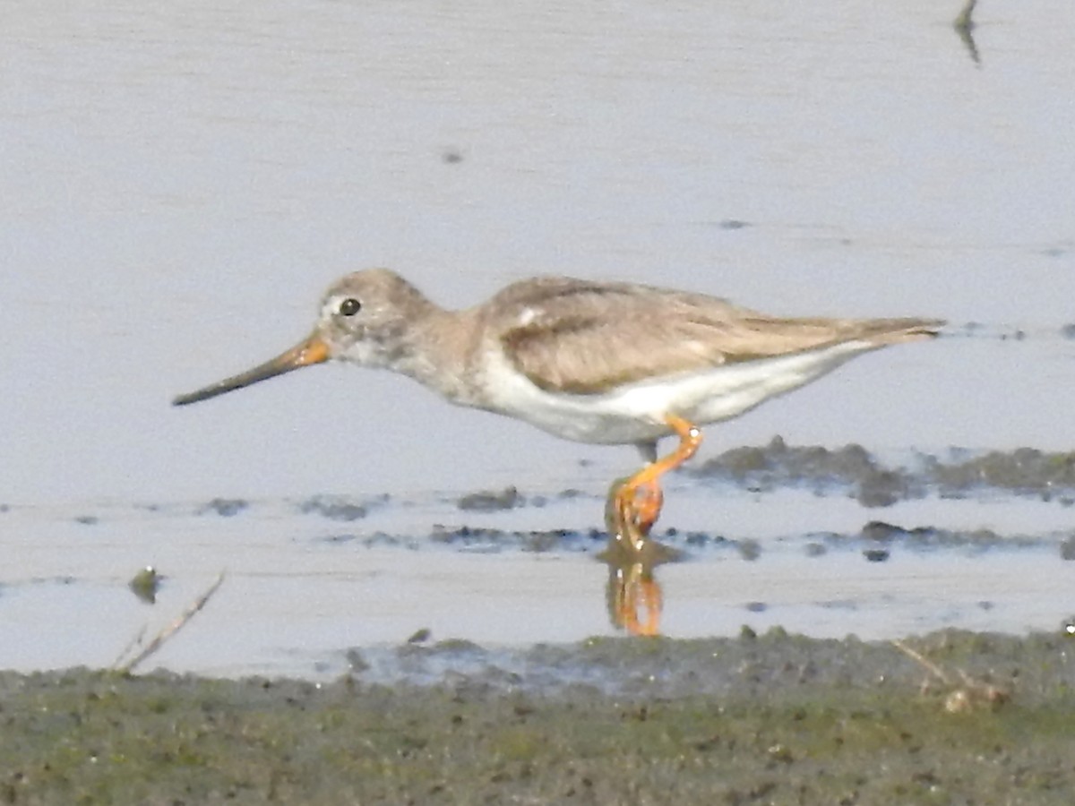 Terek Sandpiper - ML643414793