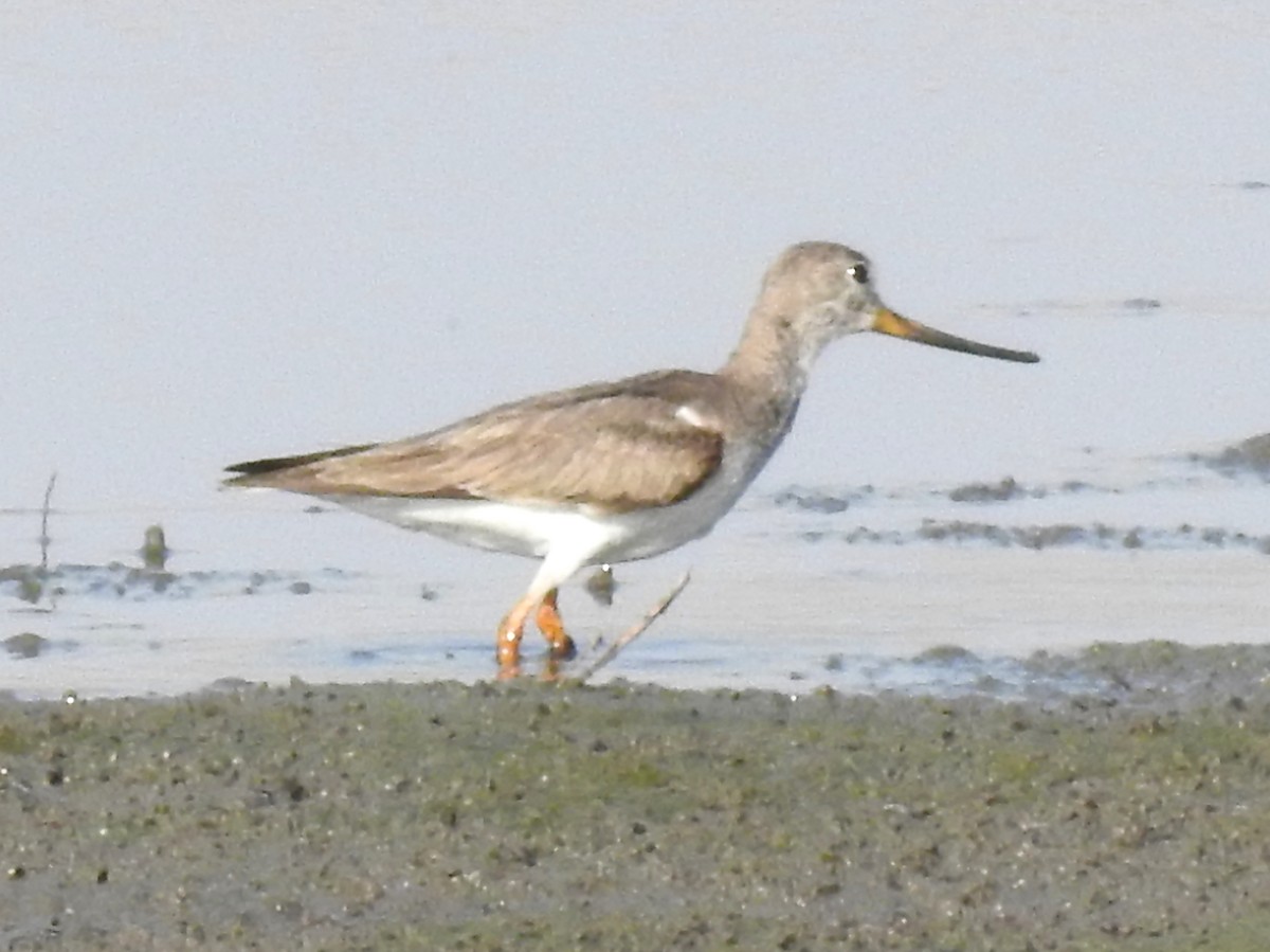Terek Sandpiper - ML643414794