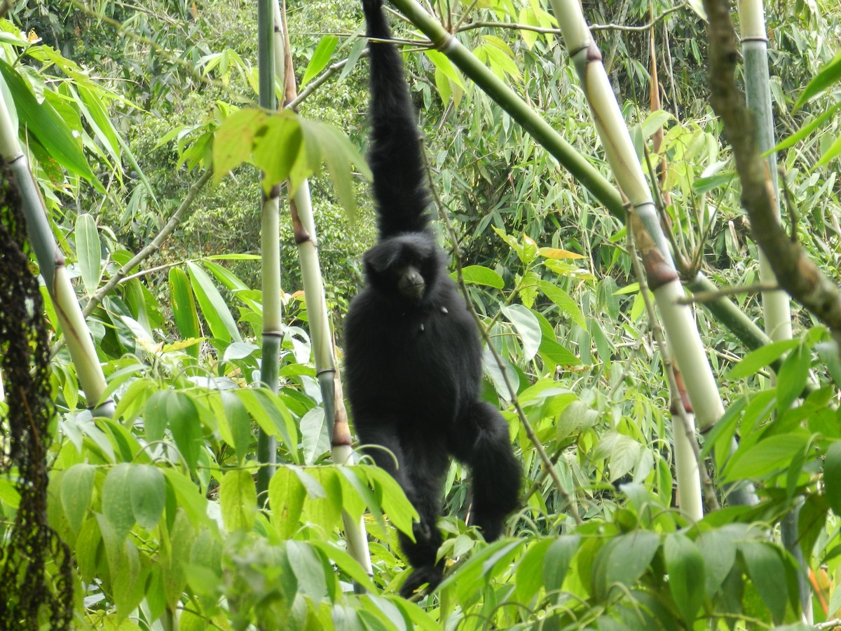 Siamang - ML643414813