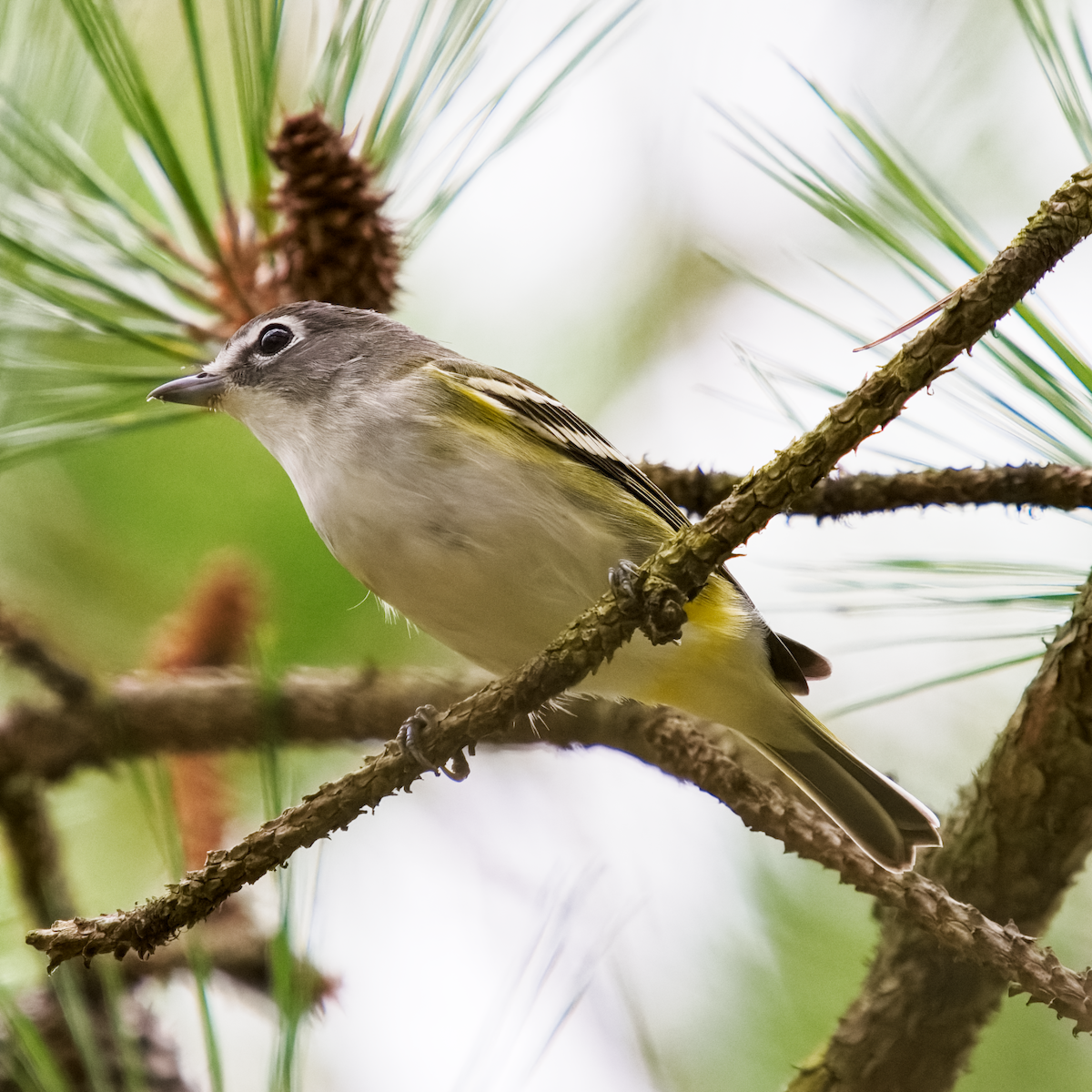 eremittvireo - ML643414816
