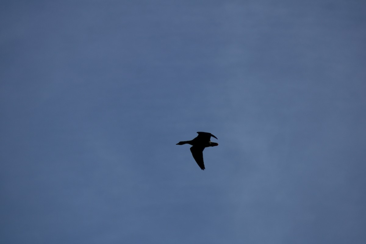 白額雁 - ML643414825