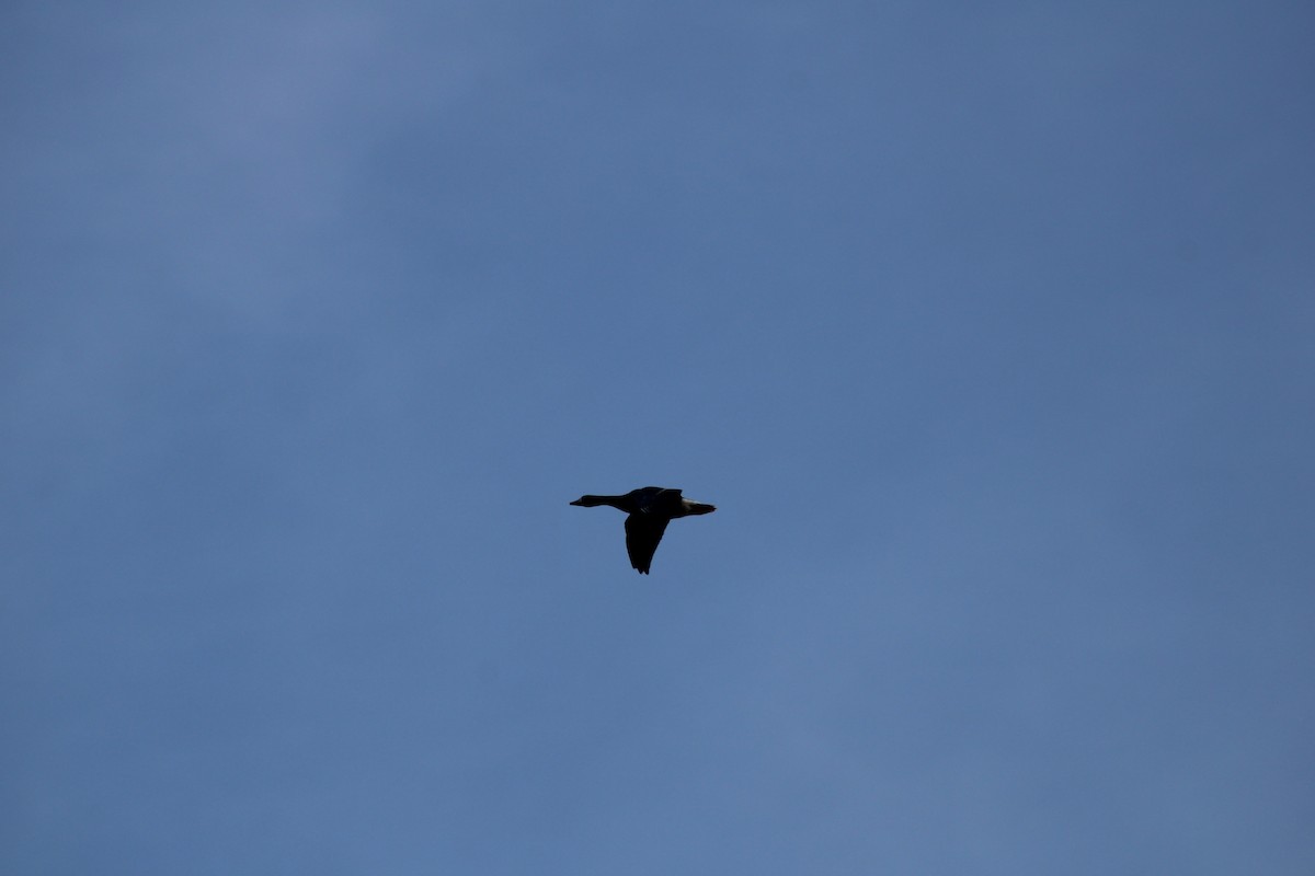 白額雁 - ML643414826