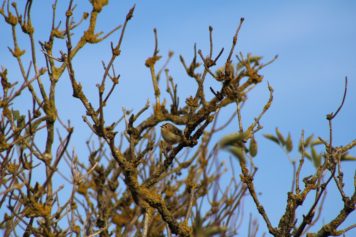 戴菊鳥 - ML643414838