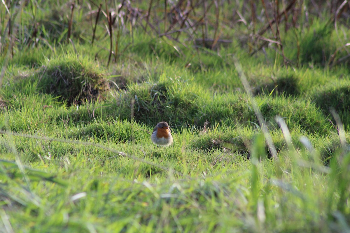 European Robin - ML643414843