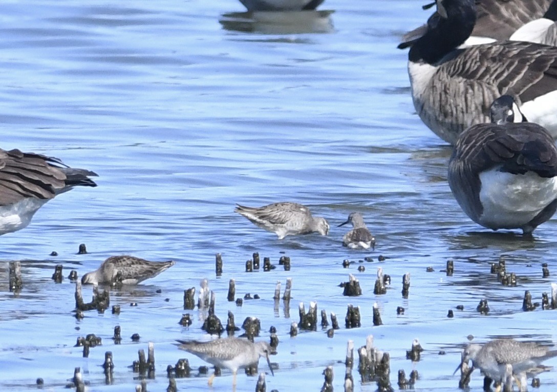 langnebbekkasinsnipe - ML643414850
