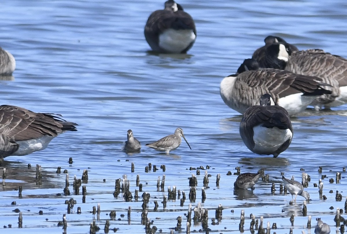 langnebbekkasinsnipe - ML643414851