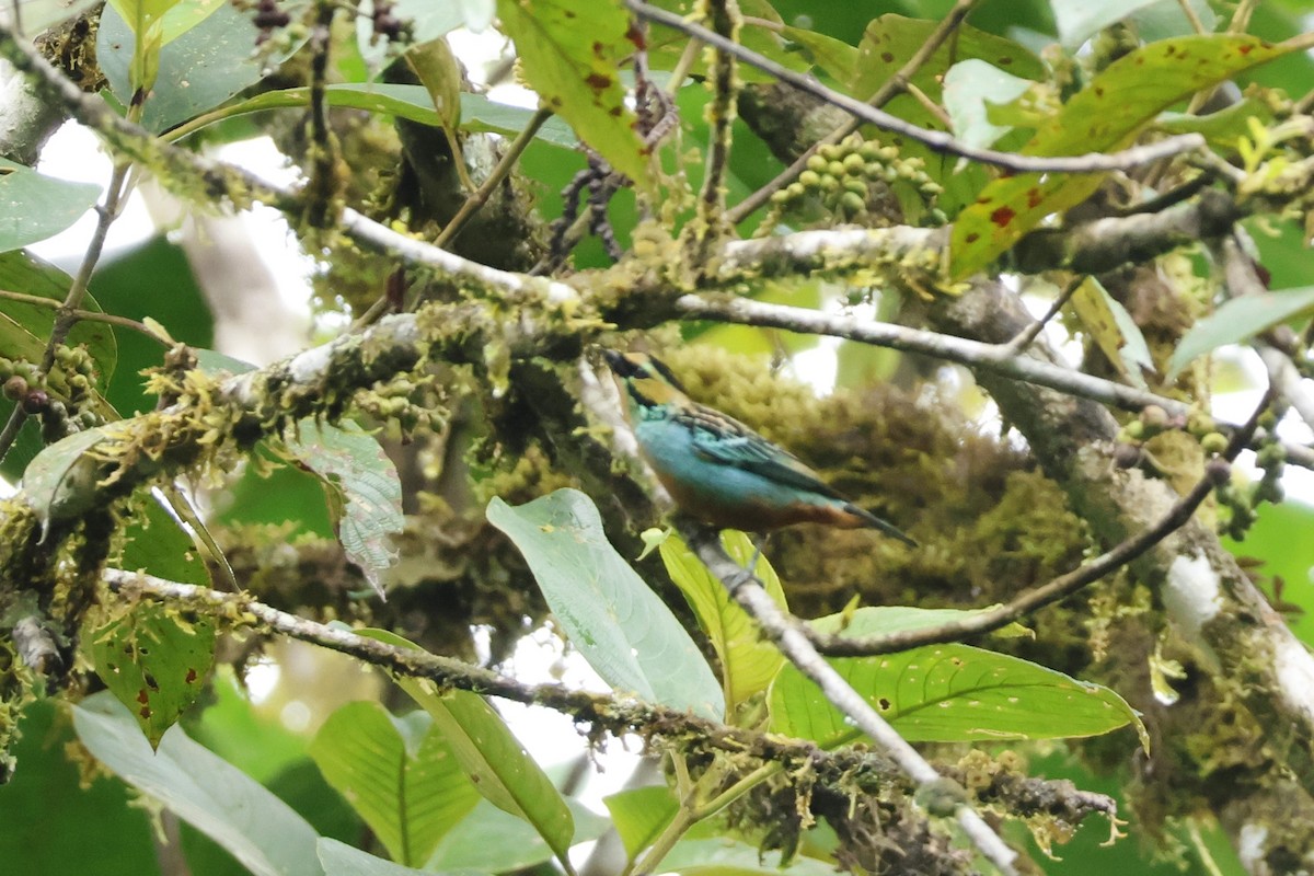 Golden-eared Tanager - ML643414854